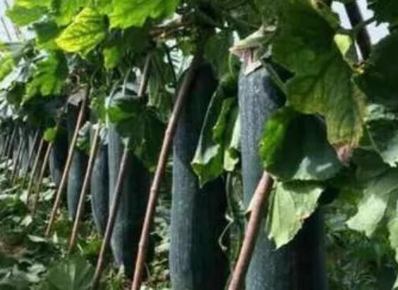 ����ˮ��һ�廯���գ���������������ʵ��ˮ��ͬ�������͸�Чʹ�õĽ�ˮũҵ����